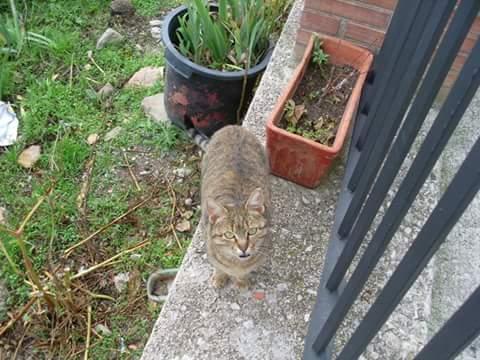 Don Gato Petilla De Aragon Navarra