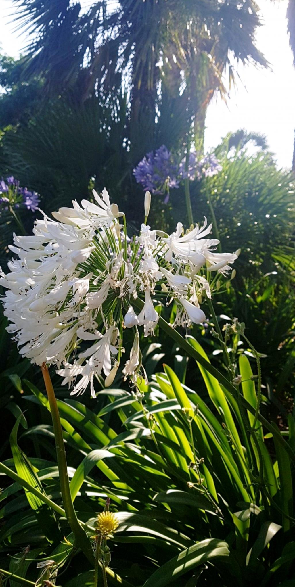 Lirio africano blanco, VALENCIA