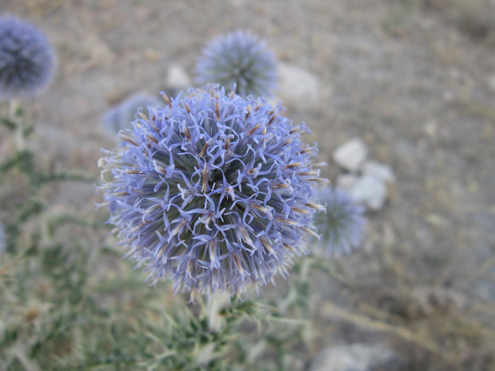 La flor del cardo azul, MAZUECOS (Guadalajara)