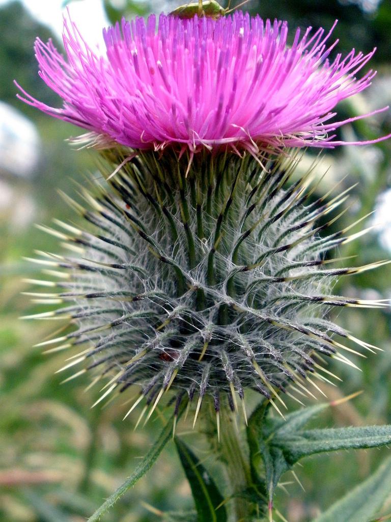 Flor de Cardencha, cardo borriquero, BERNUY DE COCA (Segovia)