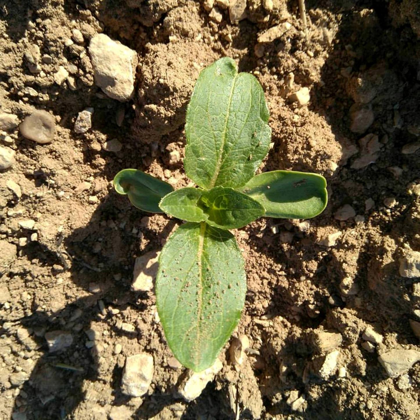 Girasol naciendo, ALCONCHEL DE LA ESTRELLA (Cuenca)