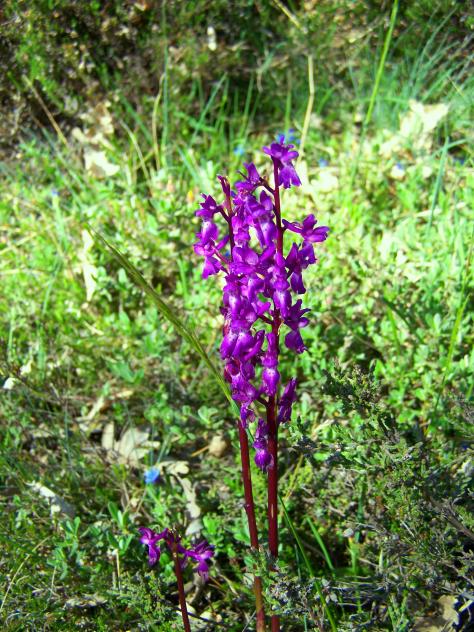 de las muchas orquídeas que hay en el monte, VILLAOLIVA (Palencia)