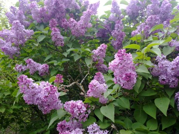 lilas moradas, SOSAS DEL CUMBRAL (León)