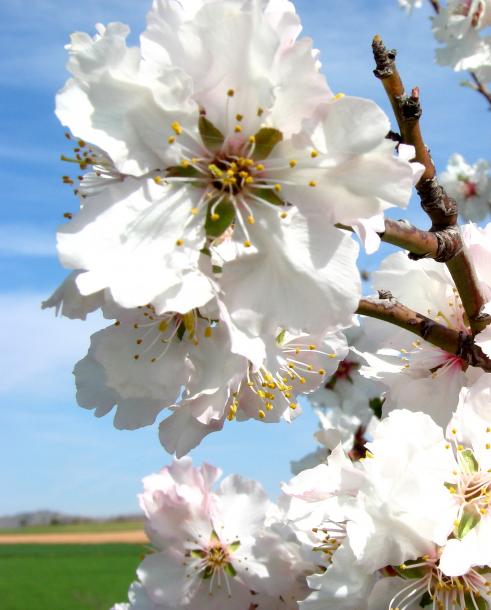 Almendro florido, SOLANILLA DEL TAMARAL (Ciudad Real)