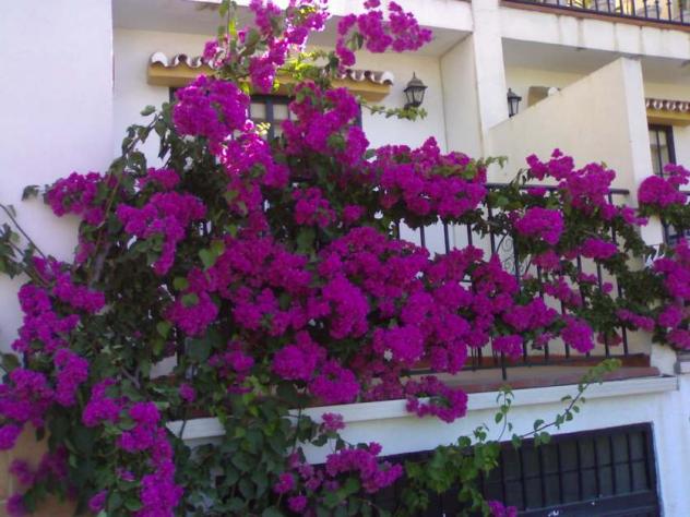 La Buganvilla de mi balcón, MONTILLANA (Granada)