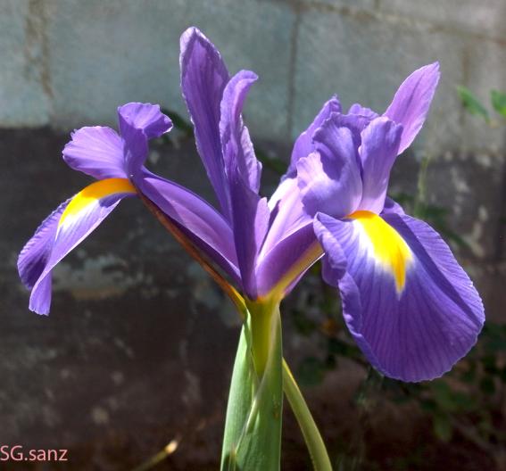 lirio violeta, VILLAREJO DE FUENTES (Cuenca)