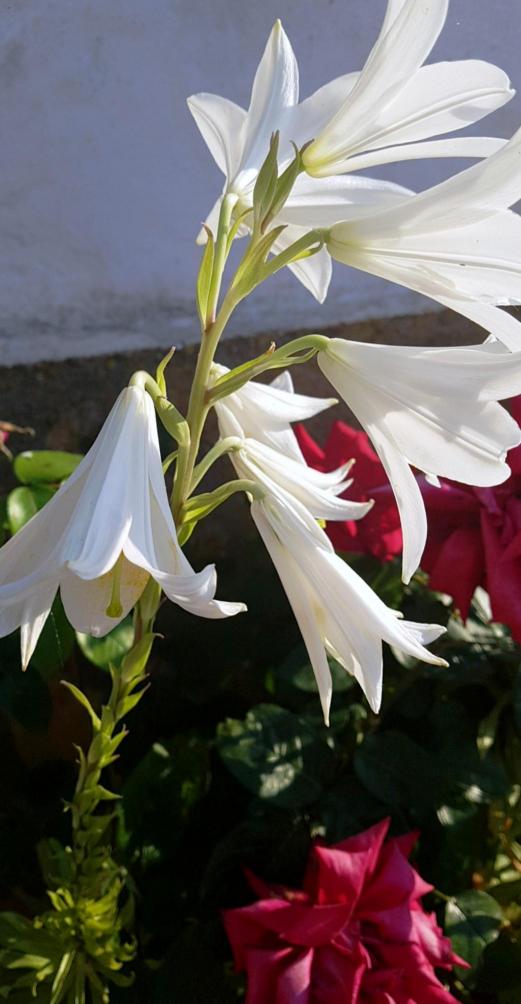 Azucena blanca. Detalle de la flor, ALCONCHEL DE LA ESTRELLA (Cuenca)