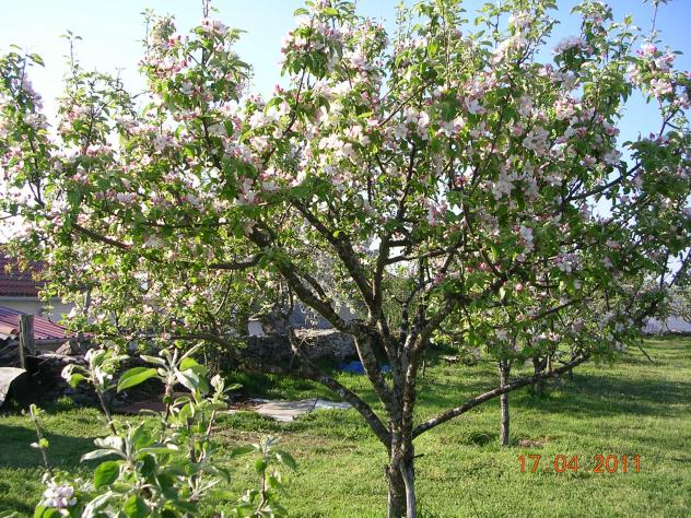 Árboles frutales. Flor de manzanal pequeño, BONELLA (León)