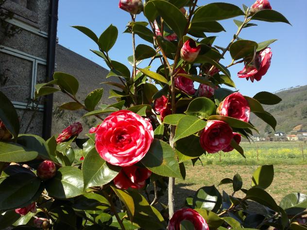 Camelia bicolor, BARXA (Orense)