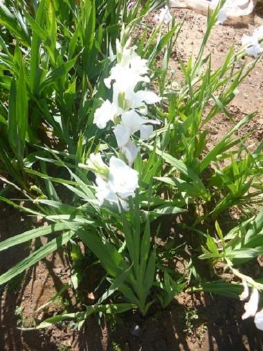 Gladiolos blancos, HORTIGUELA (Burgos)