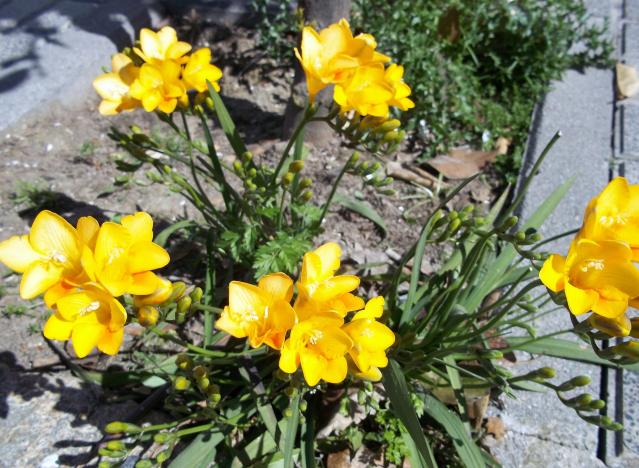 Flores. Fresias amarillas, ALAGON DEL RIO (Cáceres)