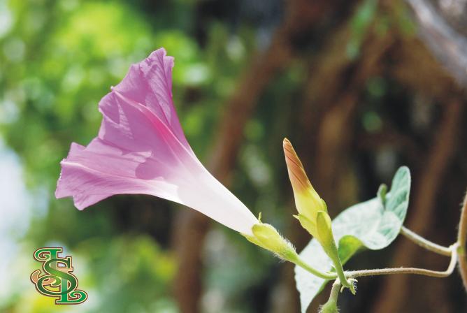 Campanilla lila, CASTILMIMBRE (Guadalajara)