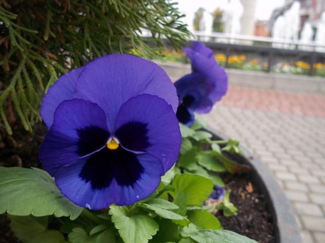 Pensamientos azules, flores, ALAGON DEL RIO (Cáceres)