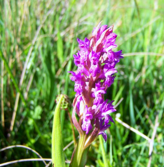 Orquídea en el monte, VILLAOLIVA (Palencia)